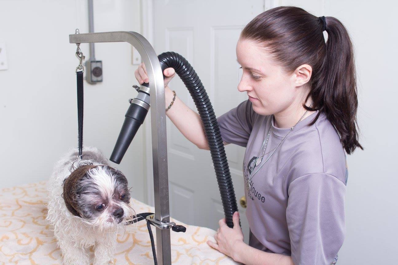 Groomed dog