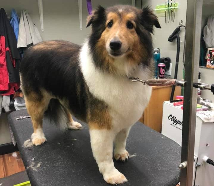 Happy groomed pet