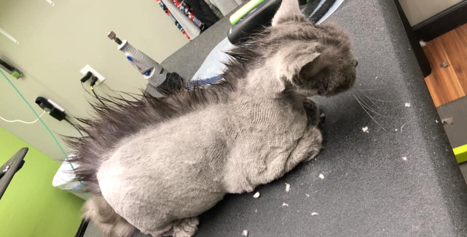 Happy pet at salon