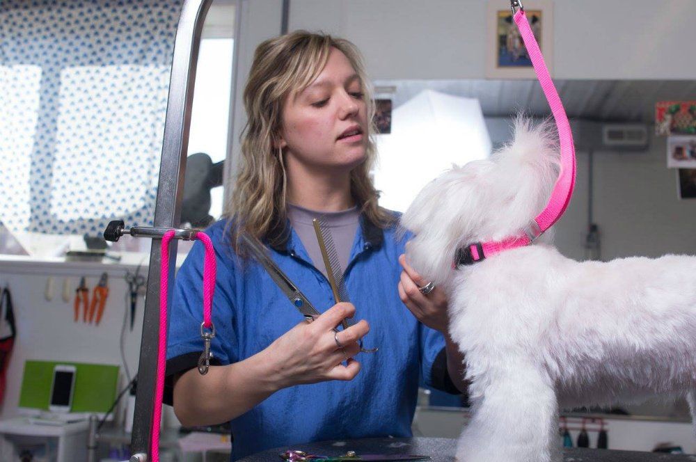 Dog grooming session in progress